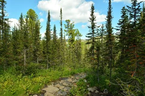 The rocky bed of a small river flows down from the mountains through the morn Stock Photos