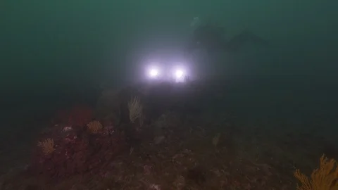 Rocky bottom with gorgonians lights up by div, Secca munizioni,Mediterranean sea Stock-Footage 104689538
