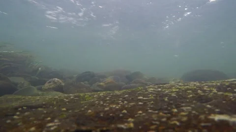 The rocky bottom of a mountain river with a fast current and clear water. Stock-Footage 301694256