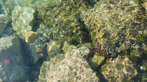 Rocky bottom under a layer of transparent undulating sea water Stockbeeldmateriaal 165727701
