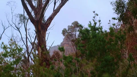 Rocky Cliff Face Pulls into Focus through branches, Mt Arapiles. Stock-Footage 321266421
