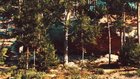 On rocky cliffs, a coniferous forest stands firm against the wind Stock Illustration
