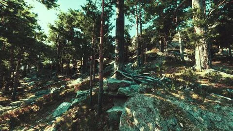 Rocky cliffs support a coniferous forest, exposed to the elements 스톡 일러스트