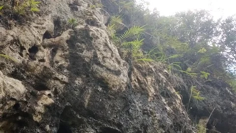 Rocky Cliffside with Greenery Stock Footage 330274201