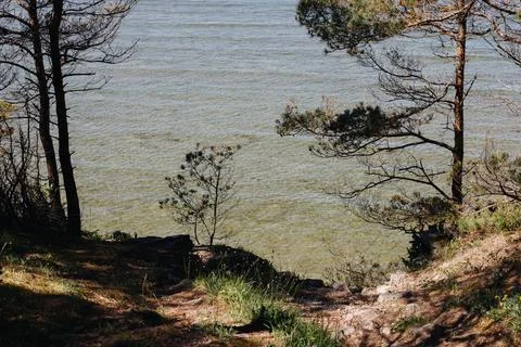 Rocky Coastal Path Framed by Pine Trees Above Clear Sea Stock Photos