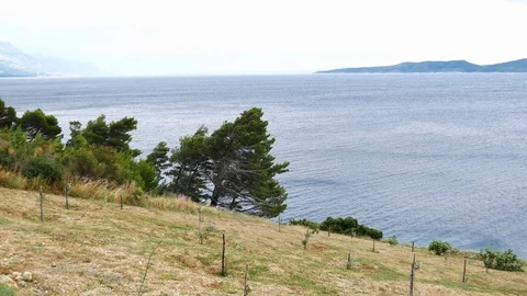Rocky coastline lined with pine trees, wind at sea, waves Stock Footage 98212639