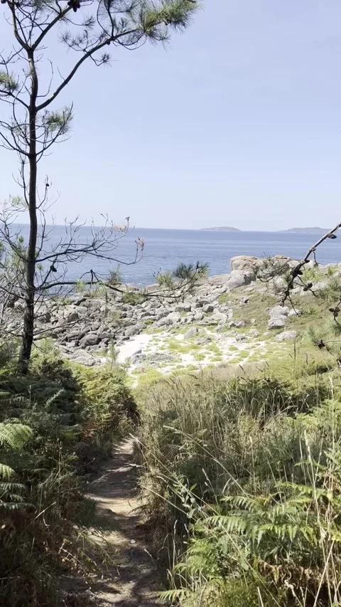 Rocky coastline view from pine forest path Stock Footage 334807570