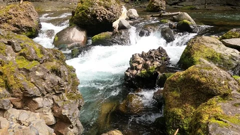 Rocky Creek 4K Stock Footage 294121503