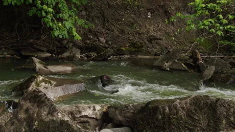 Rocky Creek Rapids Cutting Through Steep Bank in Norwegian Nature Woods Forest Vidéo 345719659