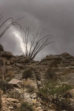 Rocky desert trail under dramatic thunder cloud sky, silhouette of ocotillo Stock Photos
