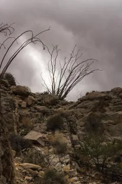 Rocky desert trail under dramatic thunder cloud sky, silhouette of ocotillo Stock Photos