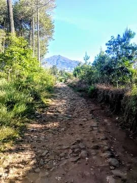 Rocky-dirt-path-pine-forest-mountain-view Stock Photos