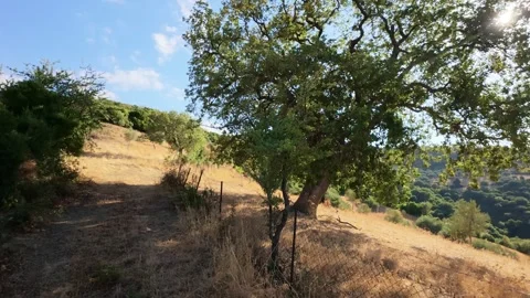 Rocky dirt path surrounded by dense shrubs and trees in Greece Stock Footage 321892651