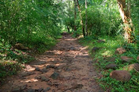 Rocky dirt path winding through dense tropical forest and bamboo groves Stock Photos