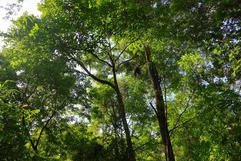 Rocky dirt path winding through dense tropical forest and bamboo groves Stock Photos
