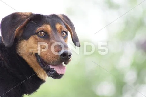 Rocky the dog Stock Photos