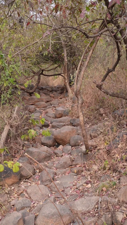 Rocky Dry Forest Path with Sparse Plants Stock Footage 327947648