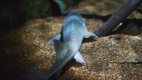 Rocky fish Stock Footage 243541671
