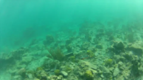 Rocky fish wide Stock Footage 24341772