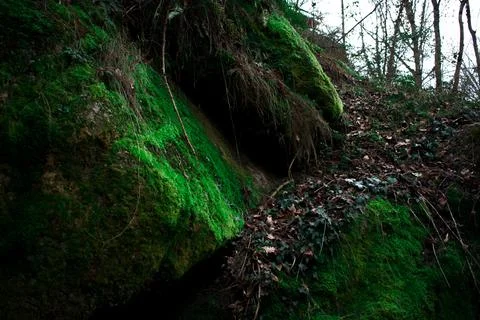 Rocky Forest Cliff with Ivy and Ferns, Timeless Nature Mood Foto stock