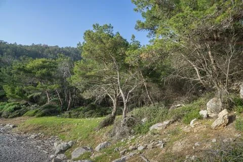 Rocky Forest Edge with Pine Trees and Green Meadow 写真素材