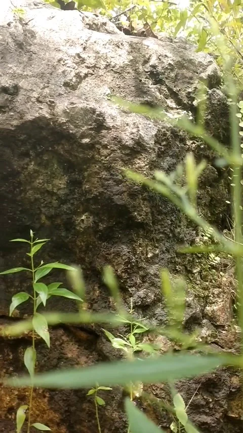 Rocky Forest Floor Stock Footage 329918497