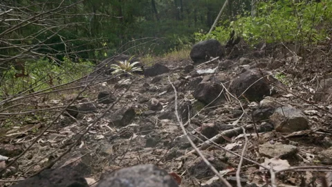 Rocky Forest Ground Natural Texture Stock Footage 333289923