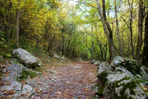 Rocky forest hiking path surrounded by autumn trees in Paklenica, Croatia Stock Photos