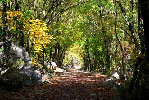 Rocky forest hiking path surrounded by autumn trees in Paklenica, Croatia Stock Photos