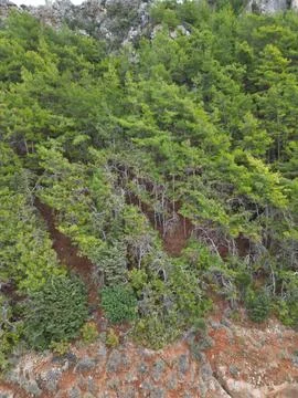 Rocky forest hillside Stock Photos