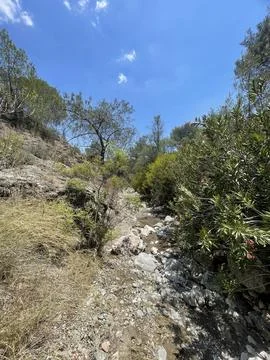 Rocky Forest Path Surrounded by Lush Greenery and Bright Blue Sky in Cyprus Stock-Fotos