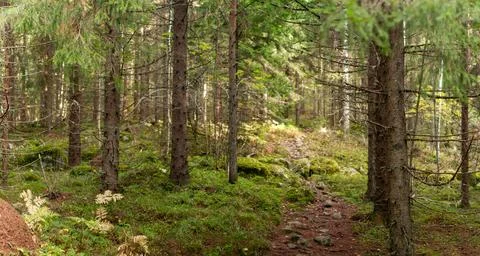 Rocky Forest Path Through Dense Nordic Woodland with Mossy Ground and Tall .. Stock Photos