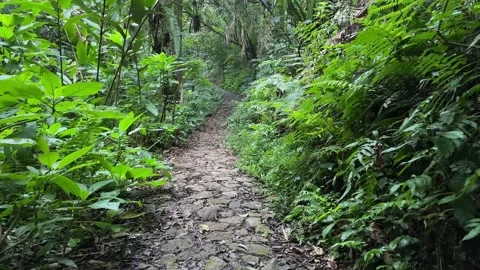 Rocky Forest Path, Walking Through Lush Tropical Jungle, Point of View Shot Stock Footage 324788062