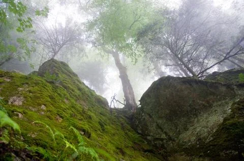 Rocky forest Stock Photos
