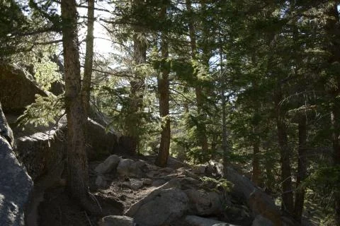 Rocky Forest Stock Photos