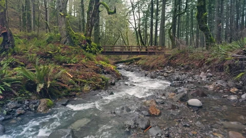 Rocky Forest Stream Beneath Footbridge with Swift Current Stock Footage 337941362