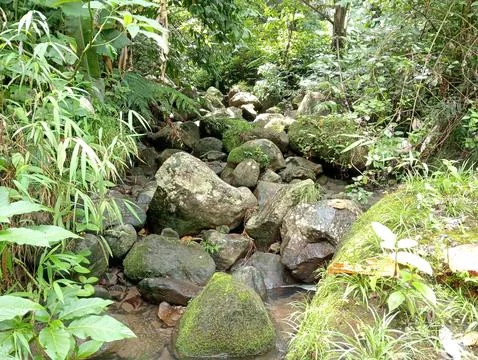 Rocky Forest Stream with Flowing Clear Water Stock Photos