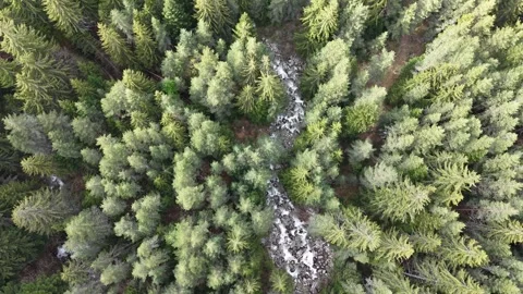 Rocky Forest Stream Through Evergreen Trees Vídeos de archivo 337361797