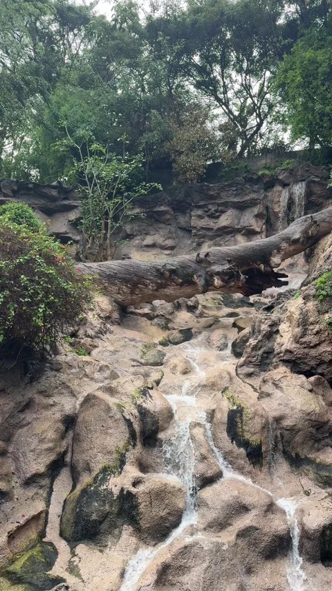 Rocky forest waterfall stream with fallen log and lush greenery in tropical park Stock Footage 328535012