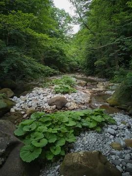 Rocky gorge Stock Photos