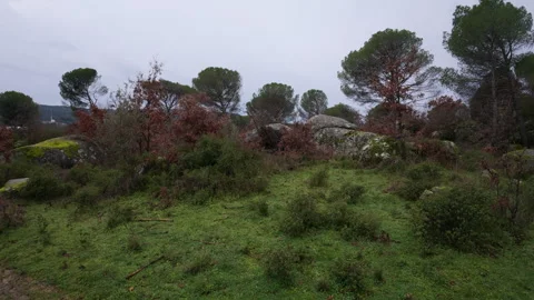 Rocky green landscape with pine trees and bushes on a cloudy day Vídeos de archivo 329556778