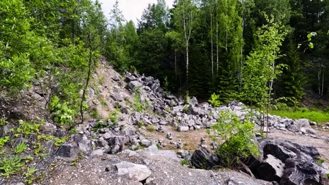 Rocky ground with sparse vegetation in a forest. 스톡 동영상 342387767