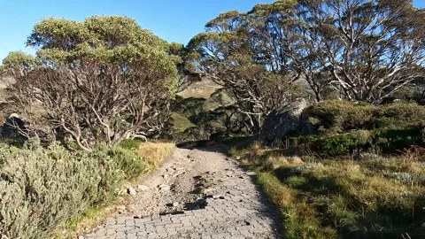 Rocky Hiking Path Through Alpine Terrain on the Main Range, Mount Kosciuszk.. Stock Footage 312062516