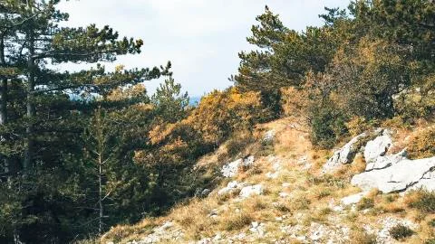 Rocky hiking surface with colorful trees in the background Stock Photos