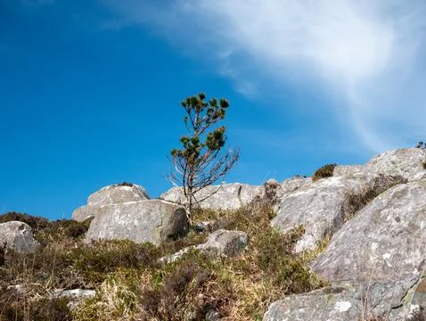 Rocky hillside with lone tree under blue sky Фото