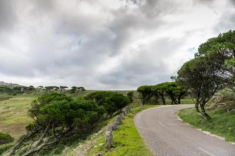 Rocky hillside with pine trees in clouds Stock Photos