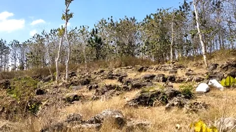 Rocky Hillside with Sparse Vegetation Stock-Footage 341796960