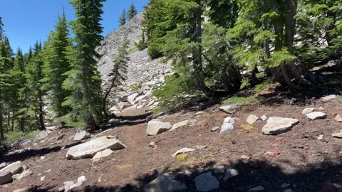 A rocky hillside with trees and a few rocks Stock Footage 271583570