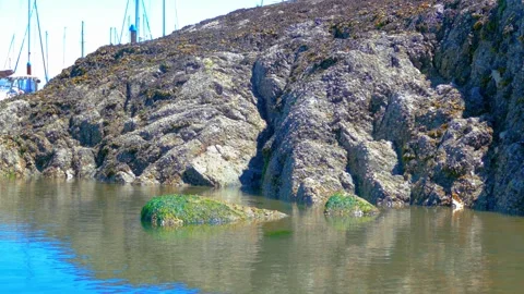 Rocky intertidal shoreline with barnacles and tide pools Vidéo 338275245