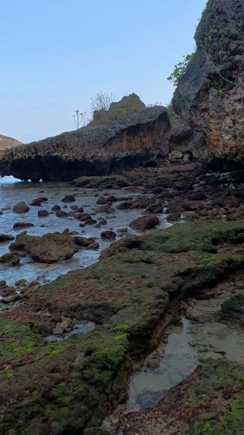 Rocky intertidal shoreline covered with green algae and scattered tide pools Stock Footage 346741075